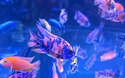 Cichlids fish for sale: Malawi peacocks and haps - Image 5