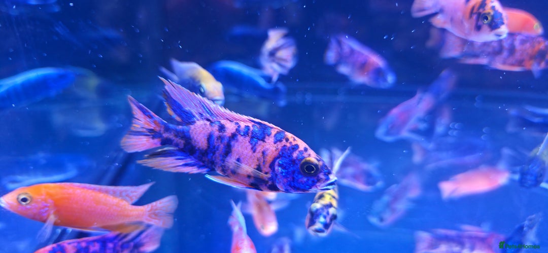 Cichlids fish for sale: Malawi peacocks and haps - Image 5