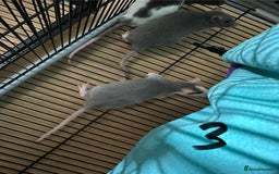 Rat rodents for sale: Rats & complete set up - Image 20