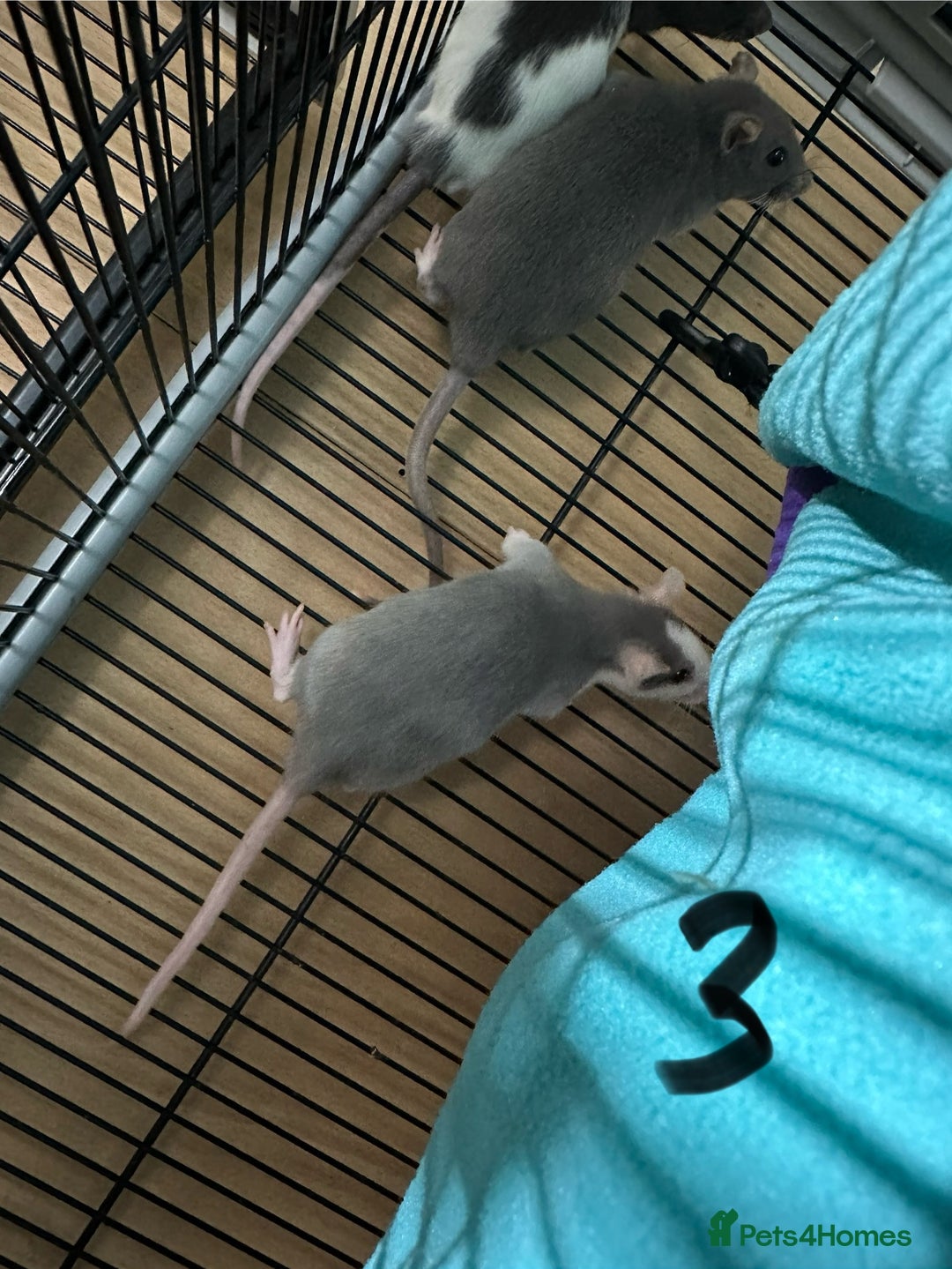 Rat rodents for sale: Rats & complete set up - Image 20