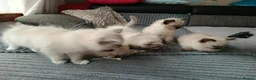 Ragdoll cats for sale: Stunning Ragdoll Kittens 😺 in Perth - Advert 9