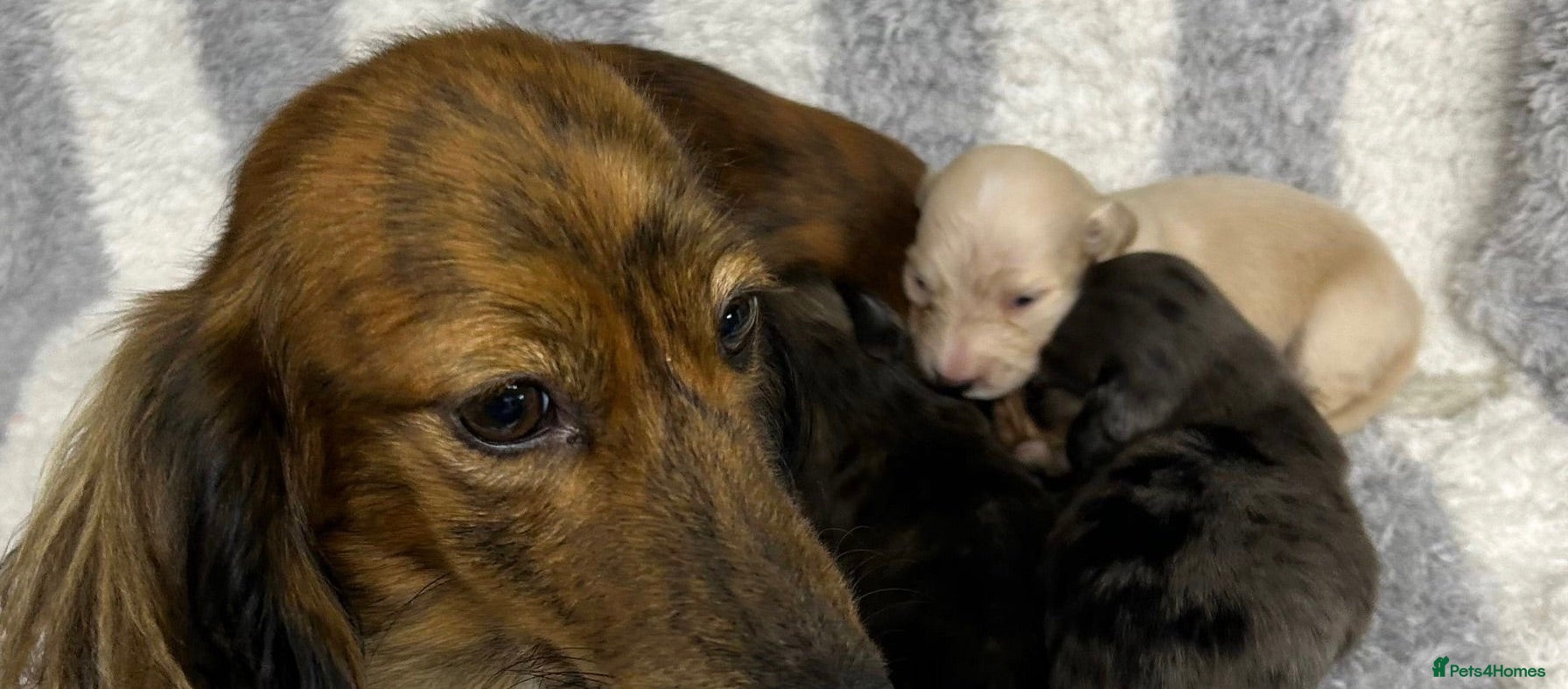 Miniature Dachshund dogs KC Long Coat Miniature Dachshund Puppies - Advert 2
