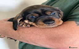 Dachshund dogs for sale: Fabulous Litter of Wirehaired Dachshund/ Teckels - Image 5