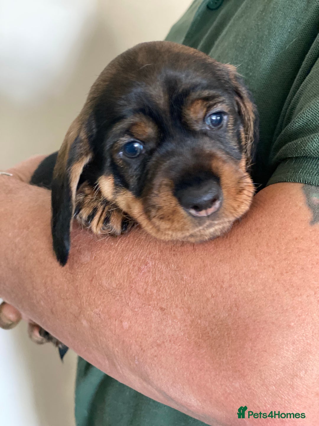 Dachshund dogs for sale: Fabulous Litter of Wirehaired Dachshund/ Teckels - Image 5