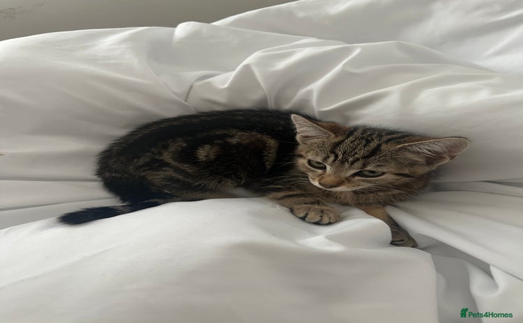 Mixed Breed cats - Advert 3