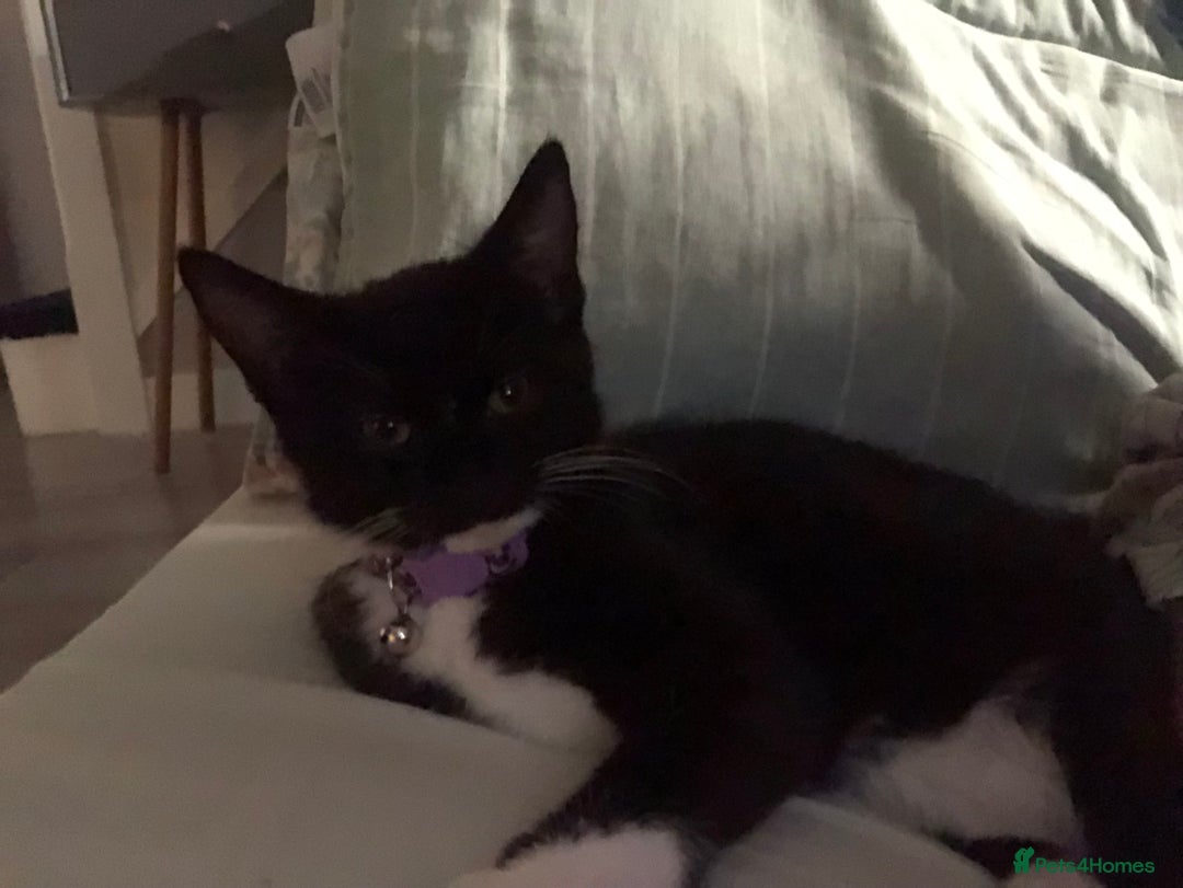 Mixed Breed cats for sale: Female kitten needing forever home Free - Advert 2