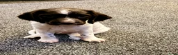 English Springer Spaniel dogs for sale: English springer spaniel boy - Advert 3