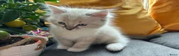 Ragdoll cats for sale: Luxury Blue Point Mitted Ragdoll Kittens - Advert 27