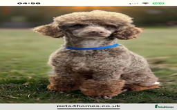Cavapoo dogs for sale: 🌟HEALTH TESTED F1B CAVAPOO MERLE STUNNING PUPPIES - Image 18