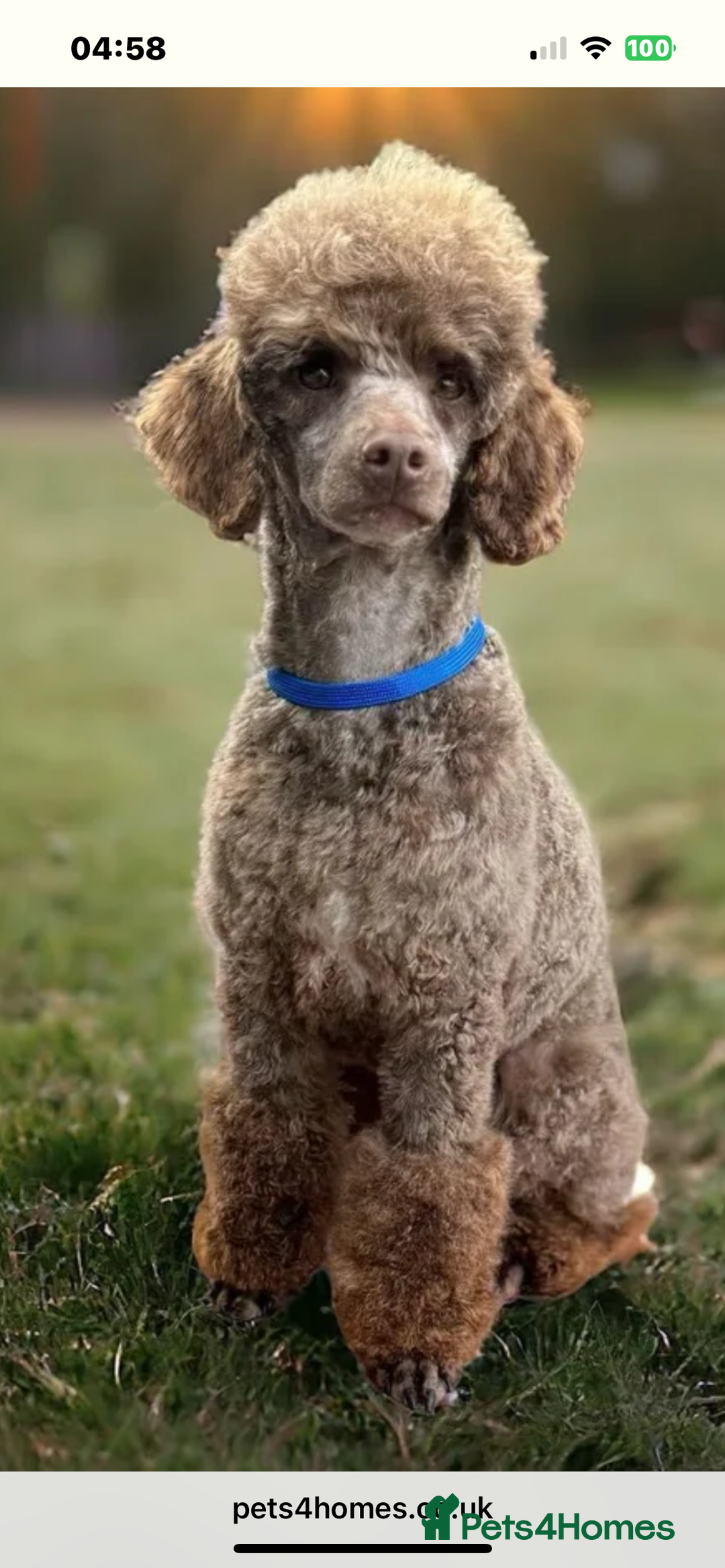 Cavapoo dogs for sale: 🌟HEALTH TESTED F1B CAVAPOO MERLE STUNNING PUPPIES - Image 18