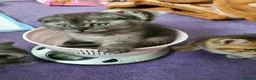 Scottish Fold cats for sale: 🐾 Adorable Scottish Fold Kittens  - Advert 7