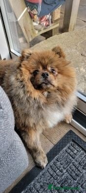 Pomeranian dogs loving Pomeranian girl - Advert 4