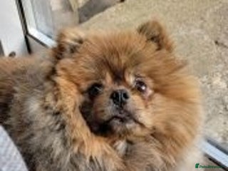 Pomeranian dogs loving Pomeranian girl - Advert 4