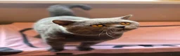 British Shorthair cats for sale: Beautiful BSH kittens in Doncaster - Advert 13