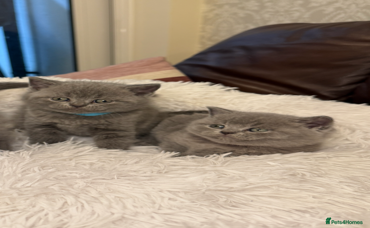 British Shorthair cats - Advert 6