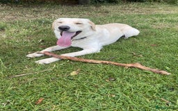 Borador dogs for sale: Bernie - Image 9