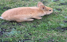 Angora rabbits for sale: Dutch and angora babies  - Image 6