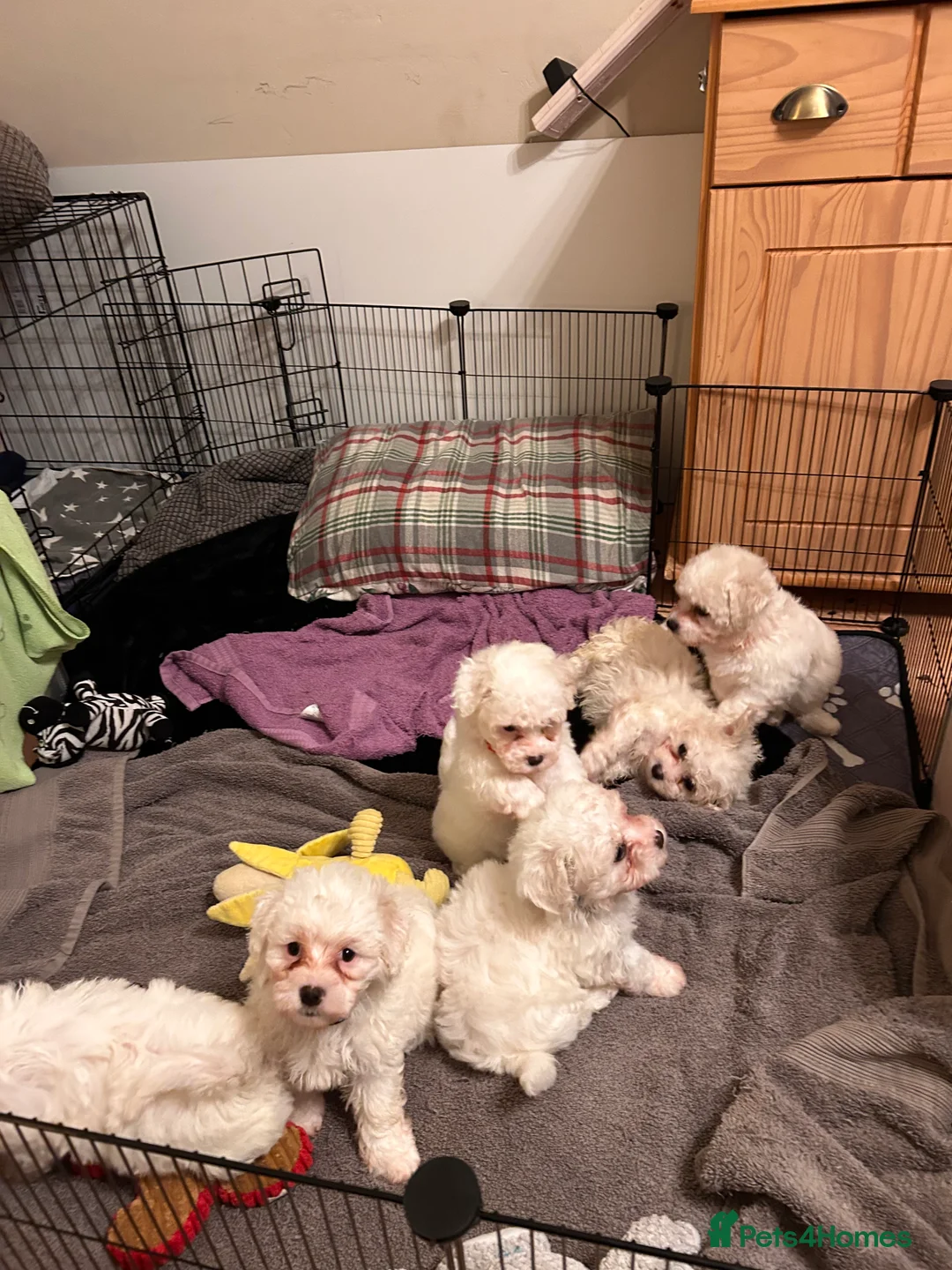 Mixed Breed dogs for sale: 6 Beautiful adorable Maltichon puppies  - Advert 2