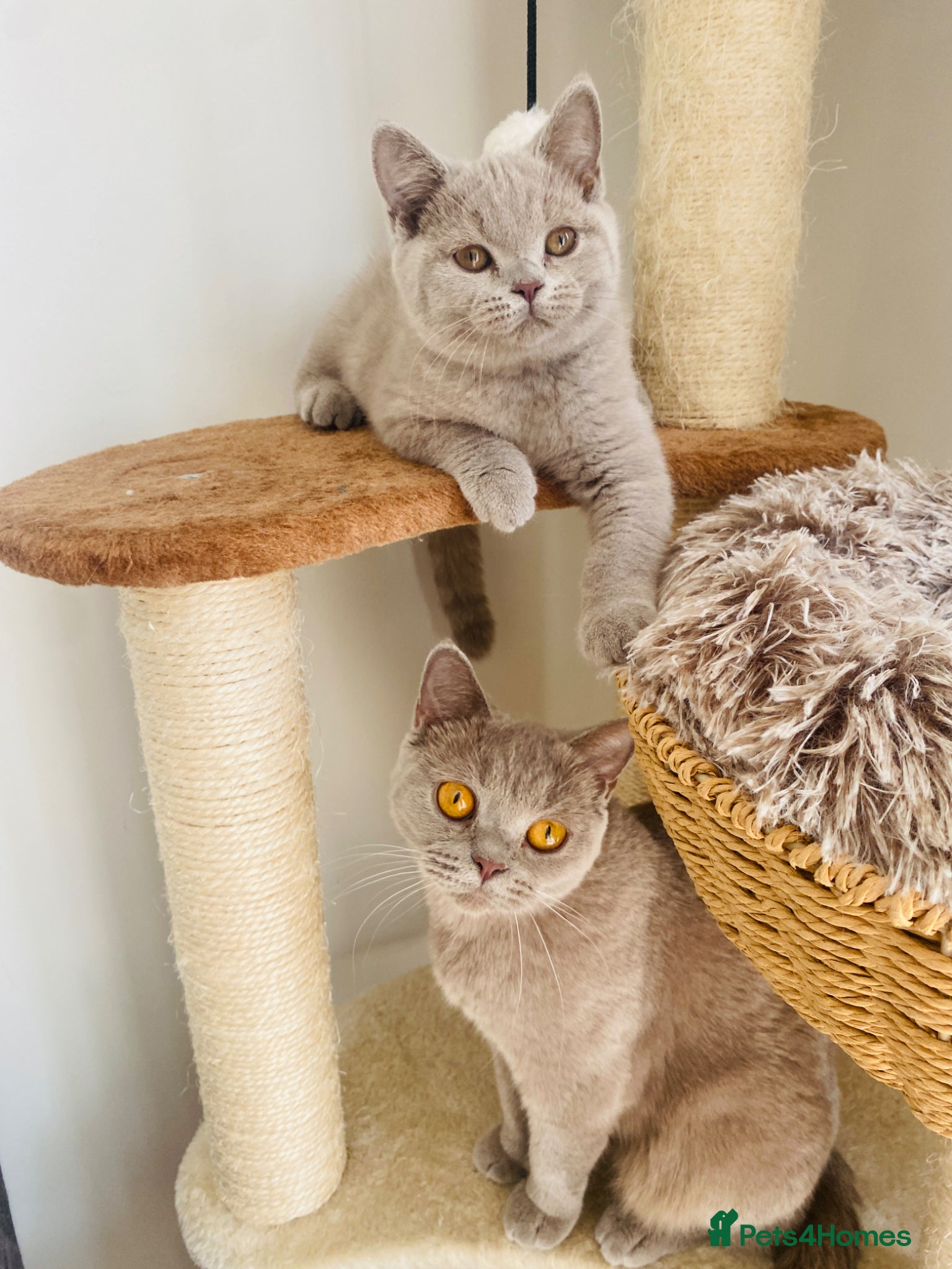 British Shorthair cats GCCF -SPECTACULAR  -British Shorthair kittens  - Advert 2