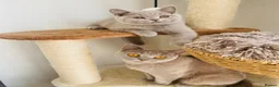 British Shorthair cats for sale: GCCF -SPECTACULAR  -British Shorthair kittens  - Advert 2