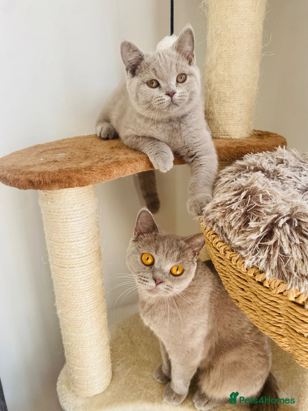 British Shorthair cats for sale: GCCF -SPECTACULAR  -British Shorthair kittens  - Advert 2