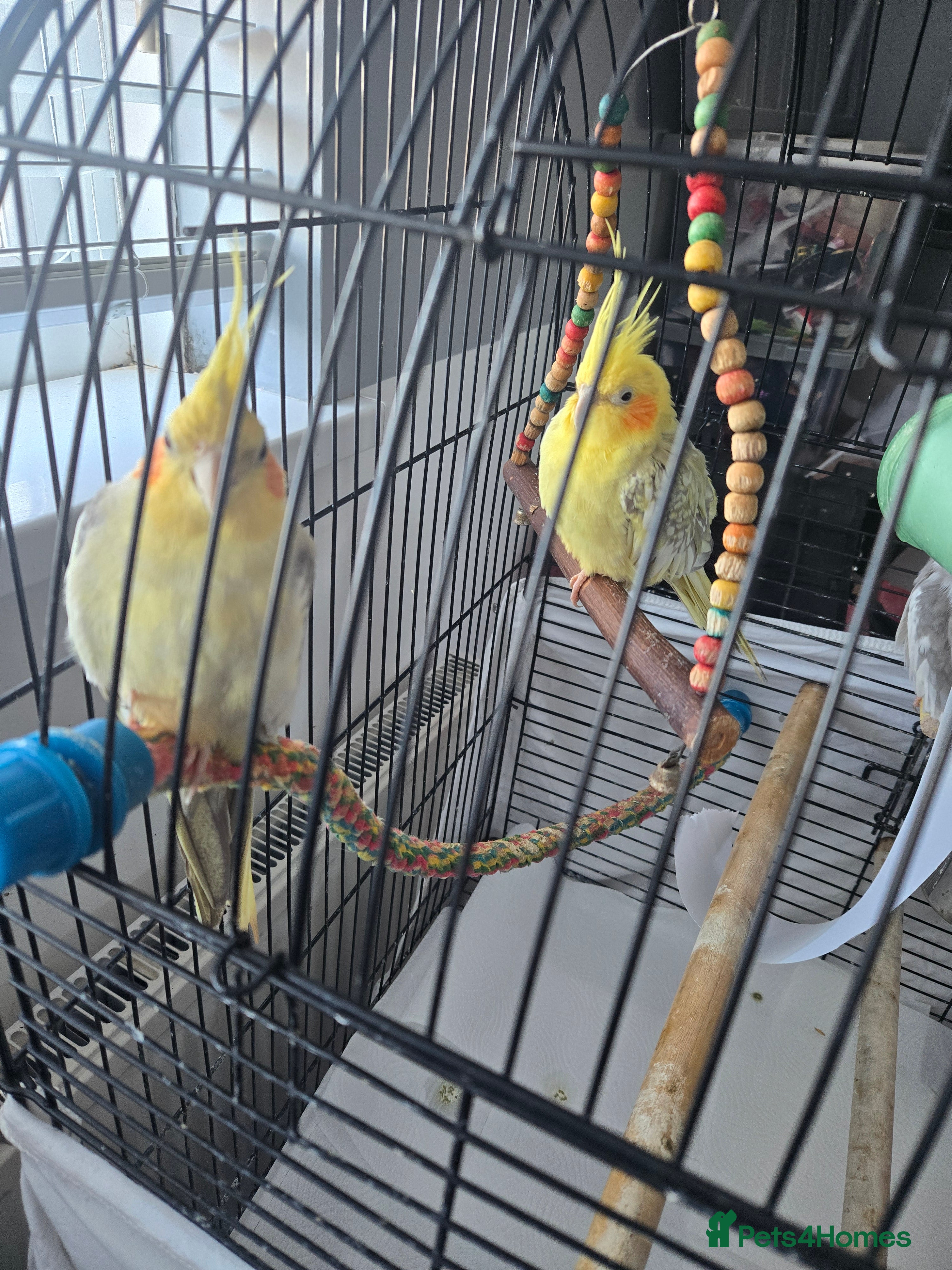Cockatiels birds 2 males and 1 female available  - Advert 1