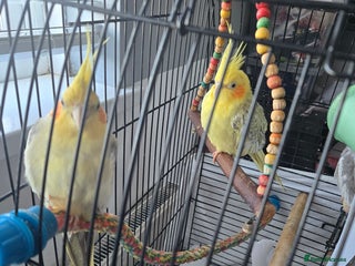 Cockatiels birds 2 males and 1 female available - Advert 2