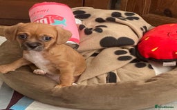 Mixed Breed dogs for sale: Female  - Image 4