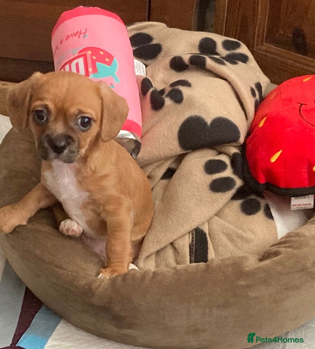 Mixed Breed dogs for sale: Female  - Image 4