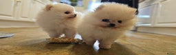 Pomeranian dogs for sale: Incredible Pomeranian Puppies! - Advert 1