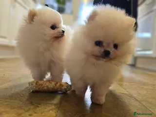 Pomeranian dogs Incredible Pomeranian Puppies! - Advert 11