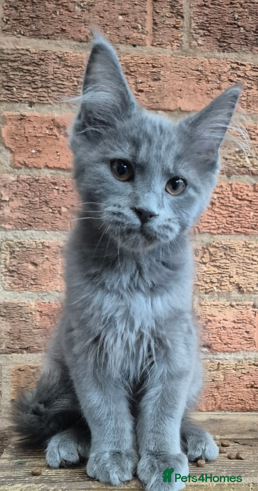 Maine Coon cats for sale: 2 Boys 3 girls Maine Coones kittens - Advert 25