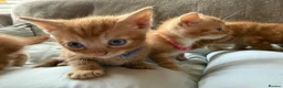 British Shorthair cats for sale: Gorgeous Ginger Kittens - Ready to leave in Mansfield - Advert 17