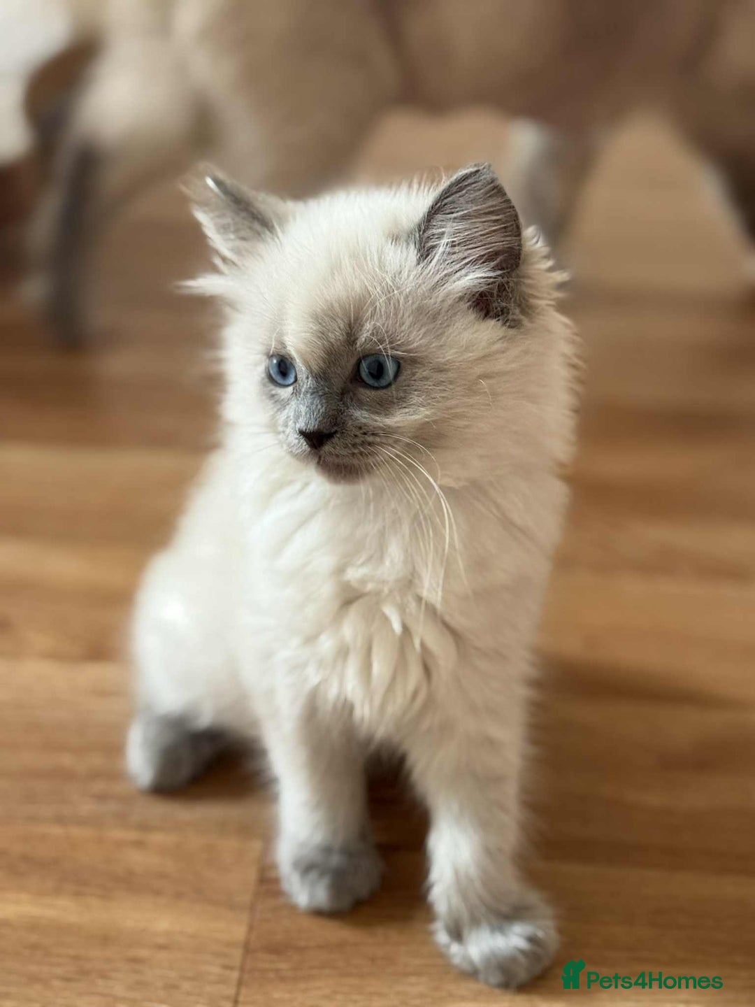 Ragdoll cats for sale: Last Ragdoll Kitten–Affectionate & Ready Now! ✨🐾 - Image 19