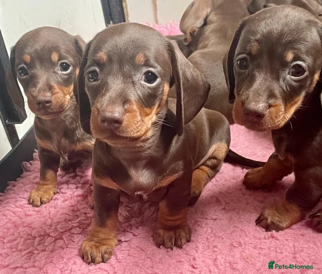 Miniature Dachshund dogs for stud: Mini Smooth Choc/Tan Dachshund Male (Stud only) - Advert 5