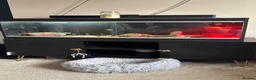 Bearded Dragon reptiles for sale: Bearded Dragon + Full Vivarium Setup  in Stirling - Advert 2