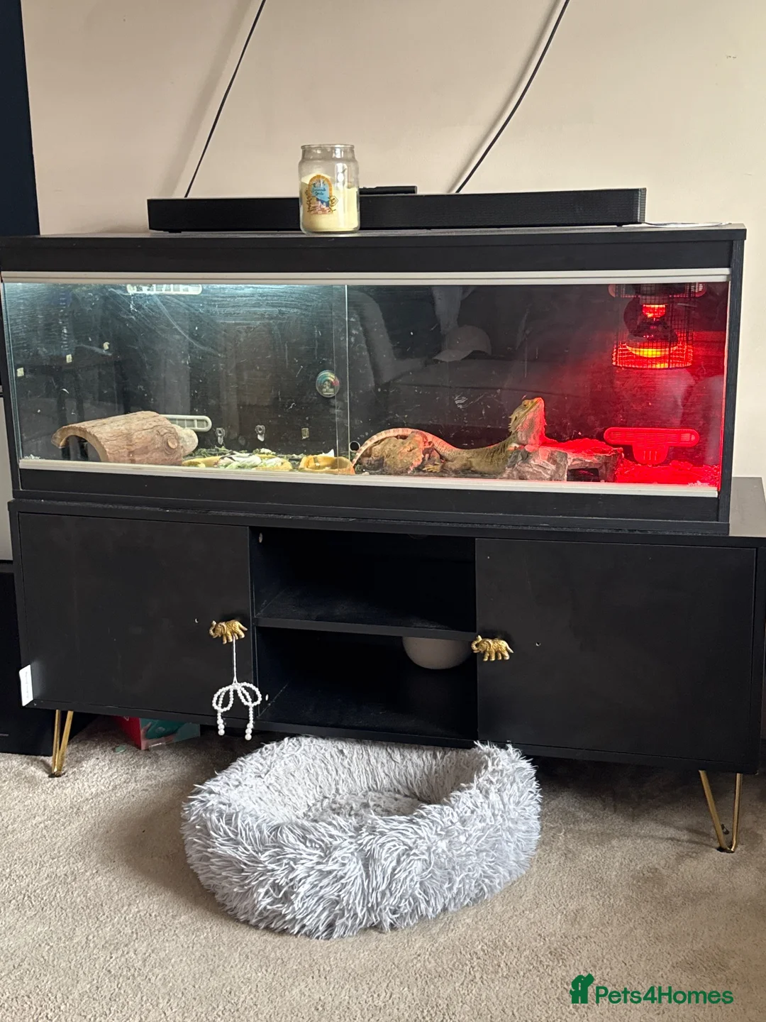 Bearded Dragon reptiles for sale: Bearded Dragon + Full Vivarium Setup  in Stirling - Advert 2