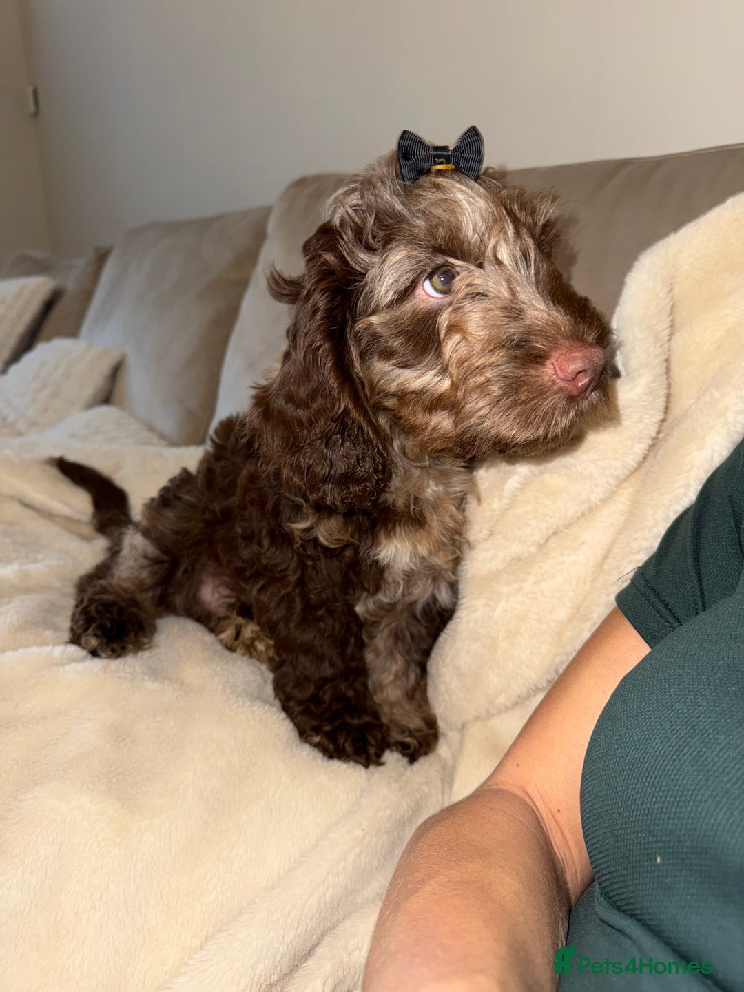 Cockapoo dogs for sale: F1 Merle Cockapoos - Image 1