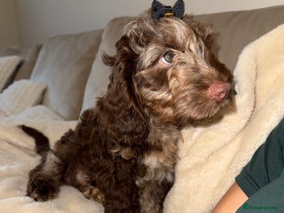 Cockapoo dogs - Advert 18