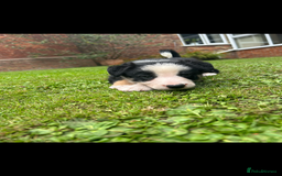 Border Collie dogs for sale: Gorgeous Border Collie Puppies  - Image 25
