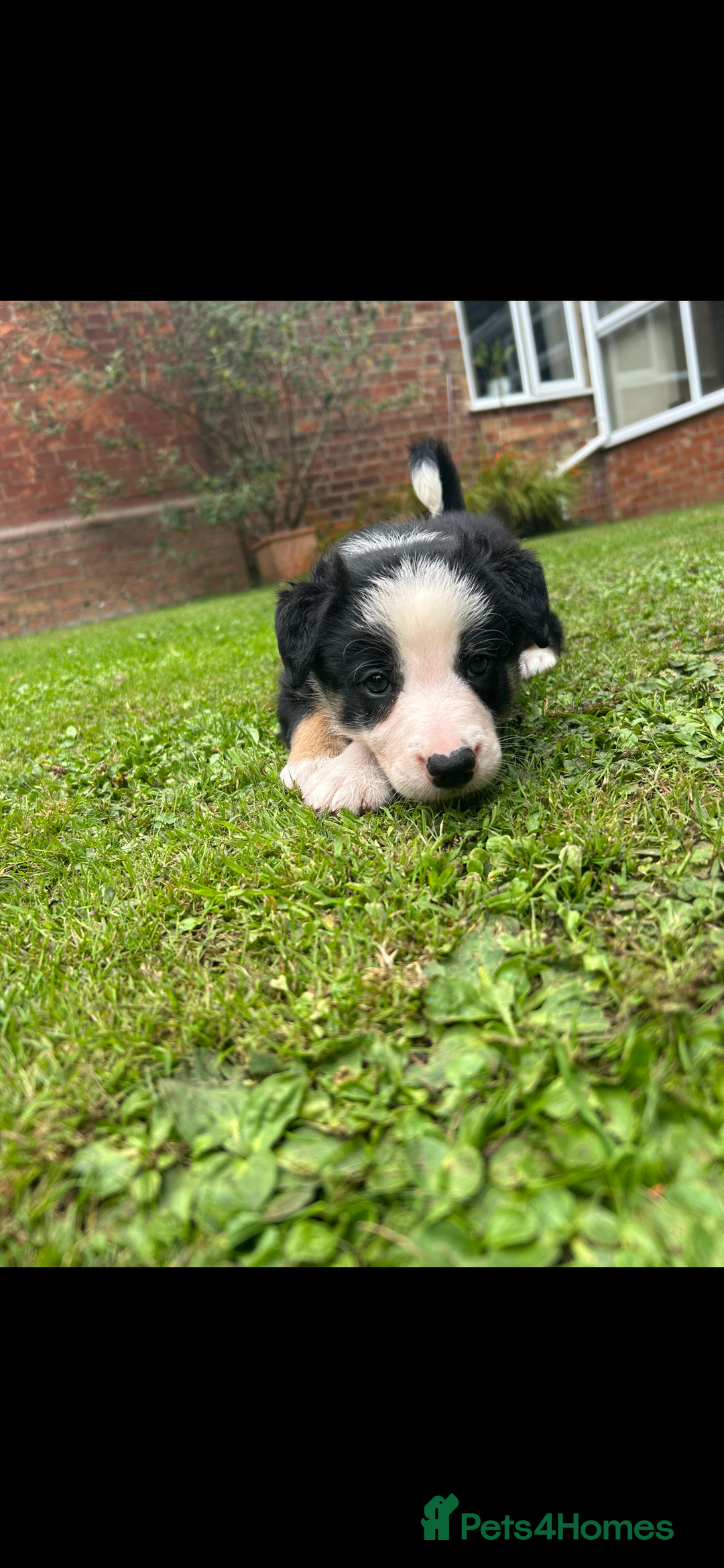 Border Collie dogs for sale: Gorgeous Border Collie Puppies  - Image 25