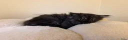 Mixed Breed cats for sale:  Persian mix kittens  in Bradford - Advert 11