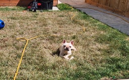 French Bulldog dogs for sale: Loving French Bulldog Looking For Suitable Home - Image 6