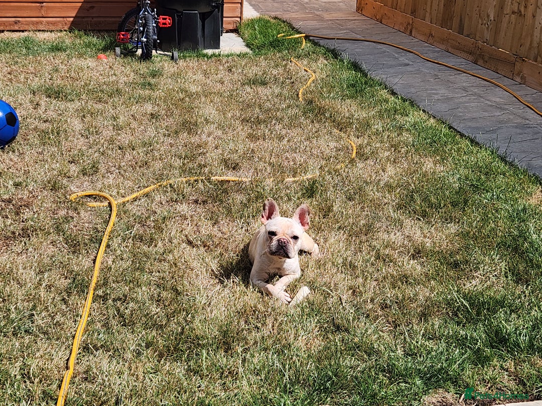 French Bulldog dogs for sale: Loving French Bulldog Looking For Suitable Home - Image 6