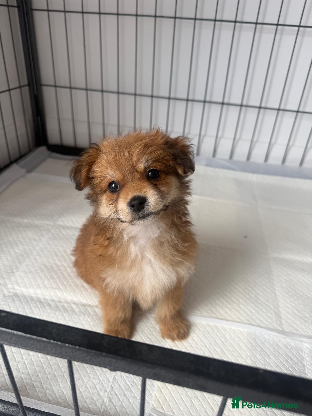 Mixed Breed dogs  2 LEFT Norfolk terrier x Pomeranians READY NOW  - Advert 2