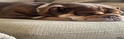 English Bulldog dogs for sale: Female English bulldog in Uxbridge - Advert 2