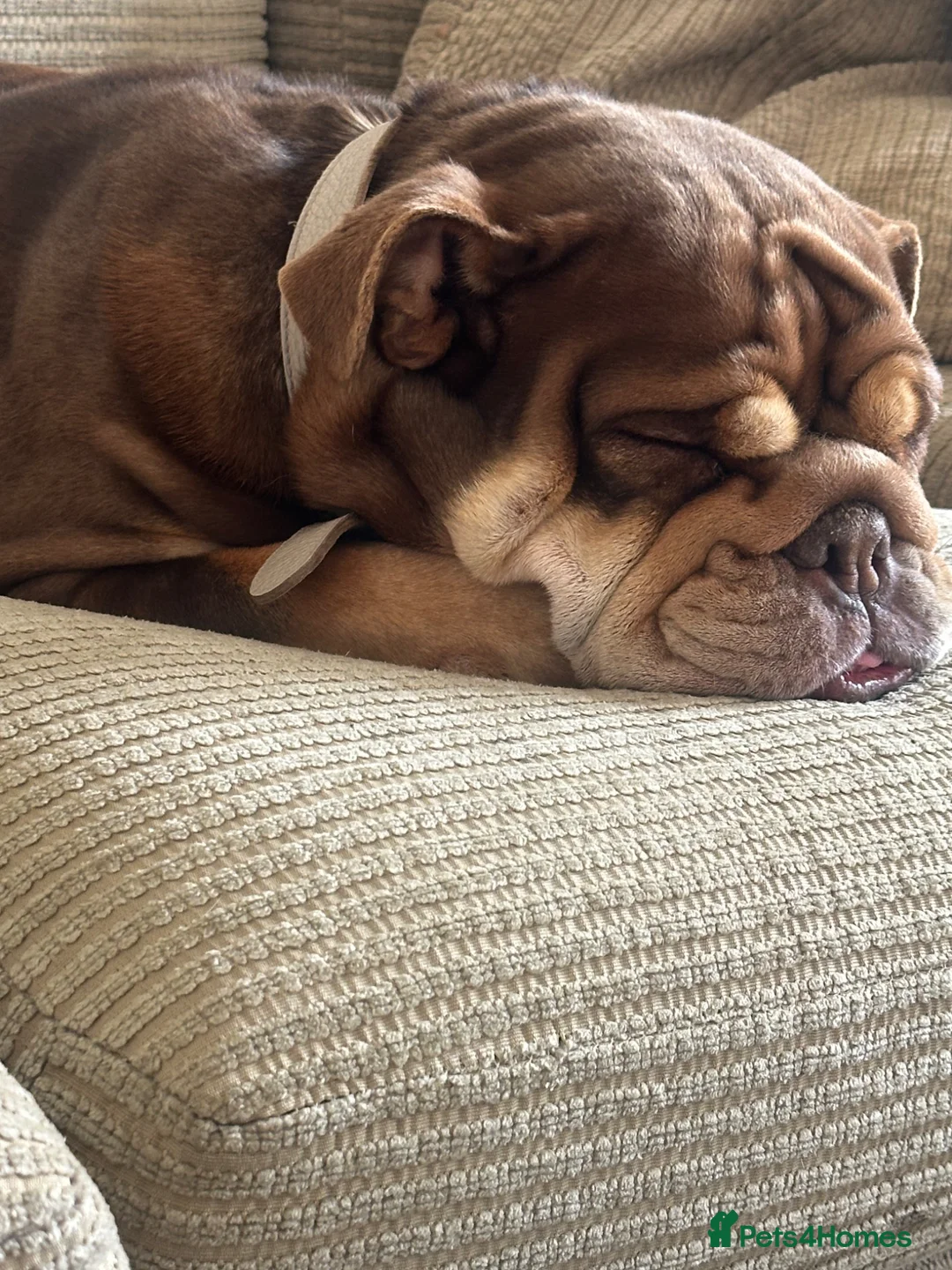 English Bulldog dogs for sale: Female English bulldog in Uxbridge - Advert 2