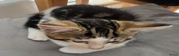 Mixed Breed cats for sale: Kittens are 10 weeks old for sale. - Advert 14