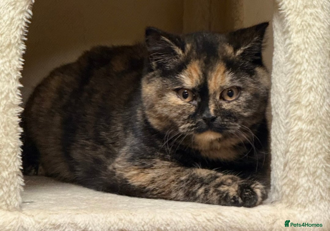 British Shorthair cats for sale: Chunky GCCF Reg BSH Kittens Ready Now - Advert 3