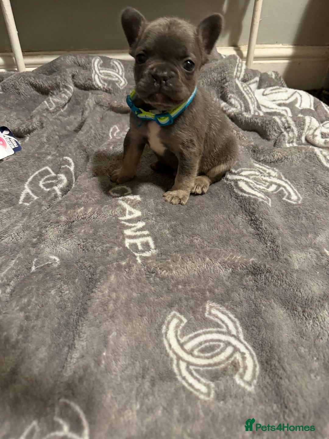 French Bulldog dogs for sale: French bulldog - Advert 17